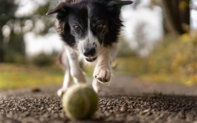 Sådan kan en dyreklinik hjælpe dig med adfærdsbehandling af din hund